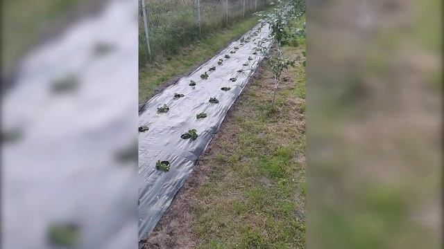 Посадка клубники под агроткань