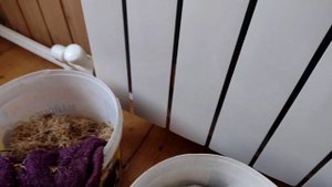 Проращиваем пшеницу, ячмень, овес, просо для кур несушек.