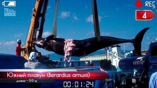 ТОП 10 - ЗУБАТЫХ КИТОВ смотреть онлайн