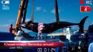 ТОП 10 - ЗУБАТЫХ КИТОВ