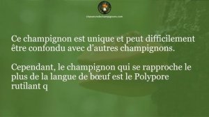 Langue de bœuf, Fistuline hépatique - 1 minute pour comprendre