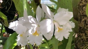 Cali Orchid - Cattleya warscewiczii alba
