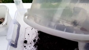 Как сделать террариум для улиток?  Оформляю и делаю террариум.