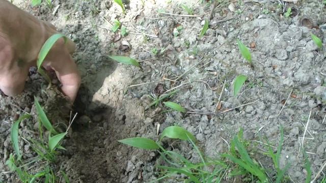 Лилии из бульбочек. Простой способ размножения. смотреть онлайн