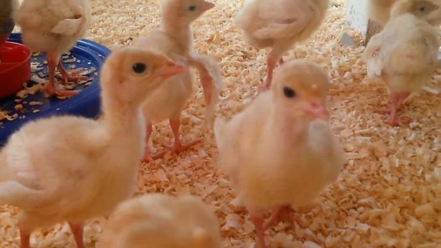 Недельные индюшата,  тяжелый кросс. Напольное содержание. смотреть онлайн