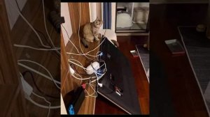 Самые популярные мемы ржач #мем#юмор#мемы#смех#ржач.