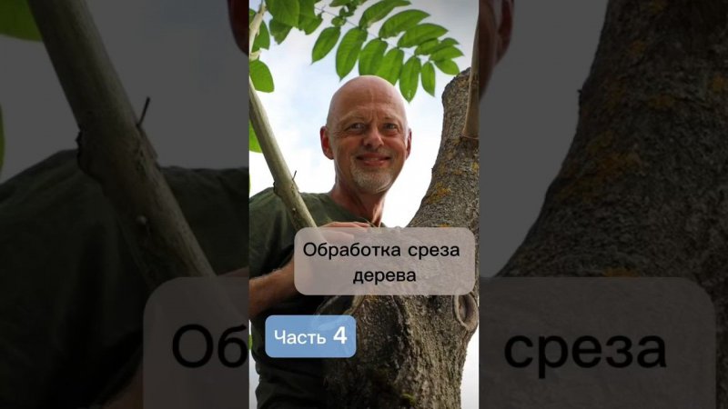Обработка среза дерева. Часть 4. #бонсай #bonsai #ниваки #сад #андрейдарусенков #обрезкадеревьев