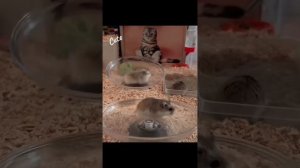 хомяк бежит под жёсткий фонк