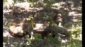 #4 UNCENSORED 18+ eaten ALIVE - Komodo Dragons eating a calf alive - Screaming - live feeding