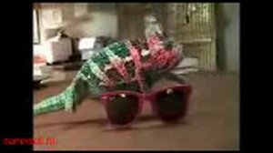 хамелеон меняет цвета