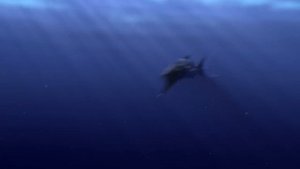 YTP | Finding MOMO 🐠