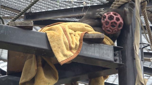 Don't scare me！Gentaro. Father gorilla will get mad at him again if he get so excited.｜Momotaro смотреть онлайн