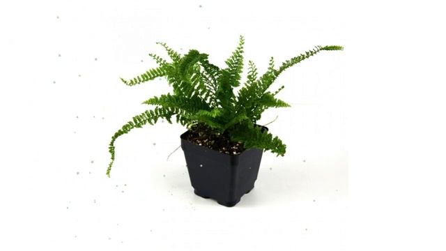 Нефролепис Бостон, d12 обзор ЦКР0050 бренд производитель смотреть онлайн