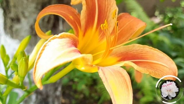 Лилейники - посадка и уход смотреть онлайн