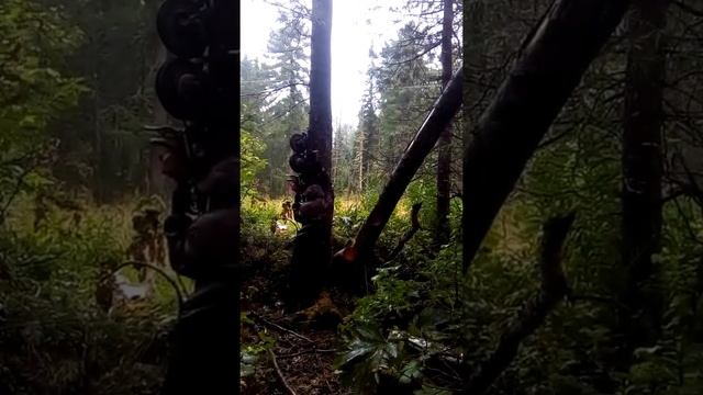 Как сбиваем Кедровую шишку кедротрясом смотреть онлайн