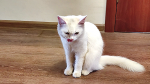 Белая кошка Лиза умывается после еды. #кот