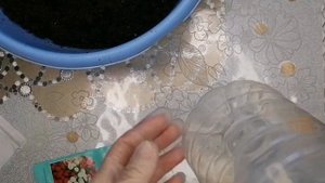 СЕЕМ ЦВЕТЫ. МАРГАРИТКА. СЕЗОН 2023