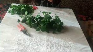 КИТАЕСКИЙ РОЗА УГОЛДА ЧЕРИНКА КИЛИШ