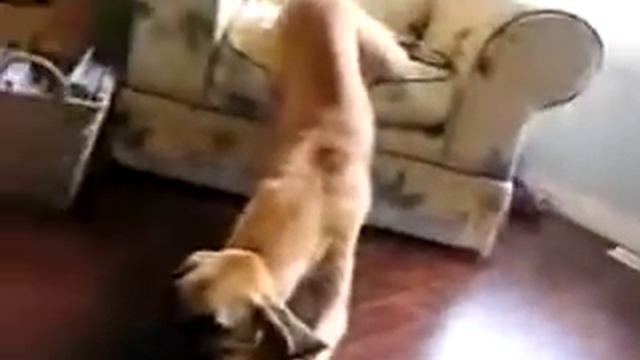 Ленивая псина.flv смотреть онлайн