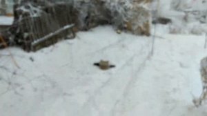 Ловля птиц! Ловля щеглов 02.01.2021г! Catching songbirds!