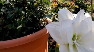 Hippeastrum Arctic nymph ( Ninfa ártica ) / Amaryllis / Azucena