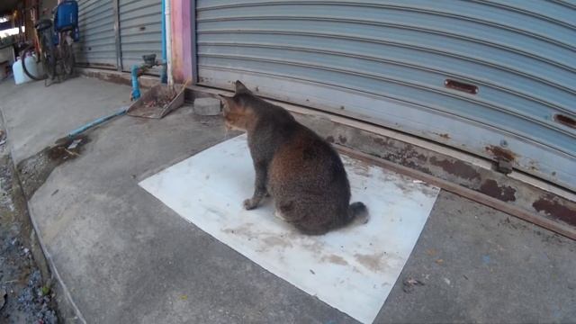 Кот с коротким хвостом на острове Пхи Пхи в Таиланде смотреть онлайн