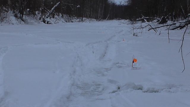 РЫБАЛКА НА ЖЕРЛИЦЫ НА ЛЕСНОМ ОЗЕРЕ!!! №92 смотреть онлайн