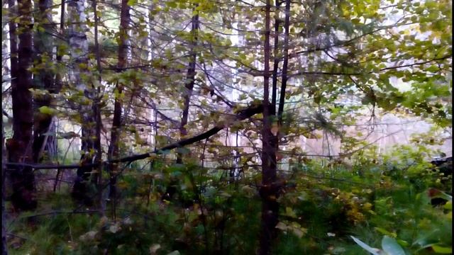 В лес за грибами смотреть онлайн