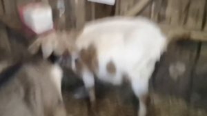 у козы застрял послед (2) что ей назначил вет