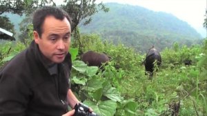 Worlds Biggest Wild Cows - Dangerous Gaur of India