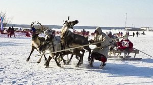 Нешуточная борьба оленеводов за кубок губернатора ЯНАО в Надыме 
|Изьватас олэм