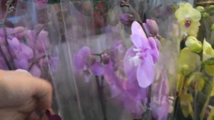 Орхидеи на Садоводе????
