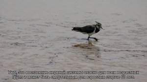 Опасность рядом: правда ли, что голуби - главные переносчики инфекций