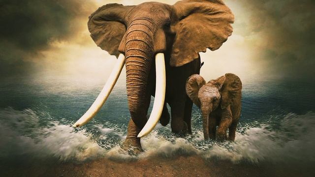 Кто такие Слоны?? Интересные и Малоизвестные факты о Слонах?AnyWild.