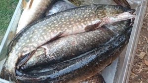 Нож 《Якут Малый》 от Клёвой Рыбалки