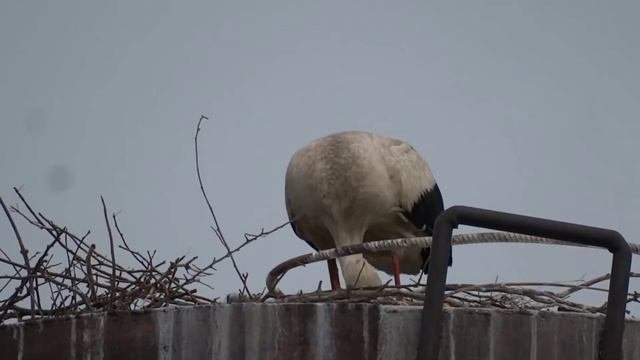 Аист