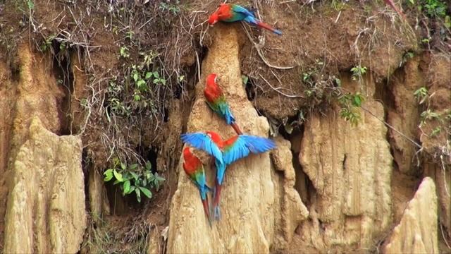 Оцелот - дика американська кішка, що отримала свою назву завдяки індіанцям. смотреть онлайн