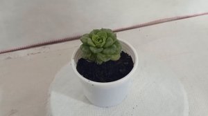 SKU - Succul01 , Echeveria Rolly (Sedeveria Rolly) Succulent Plant