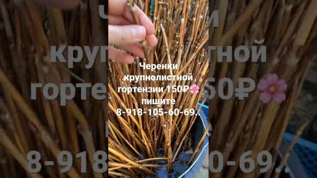 Черенки крупнолистной гортензии бесконечное лето…Отправка почтой 8-918-105-60-69… #гортензия #сад