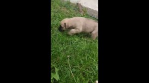 Собака какает на улице, не дома