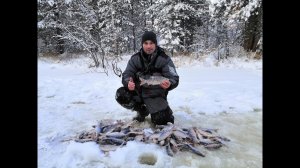 По первому льду за белой рыбой. бешеный клев отборной плотвы.