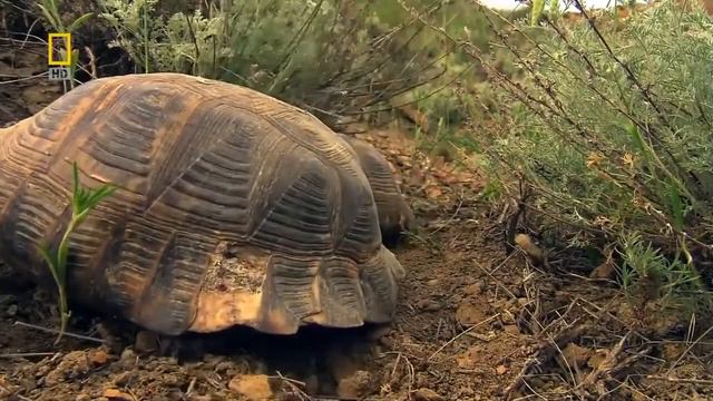 Дикая природа России смотреть онлайн