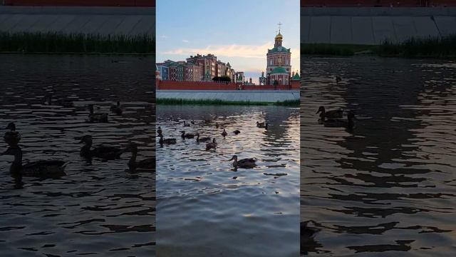 Уткам тоже нравится в Йошкар-Оле 🦆 Россия 🇷🇺 #путешествие #город #отдых