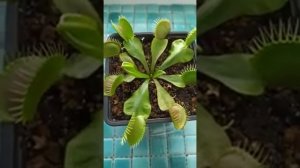 Венерина мухоловка гниют мухоловки