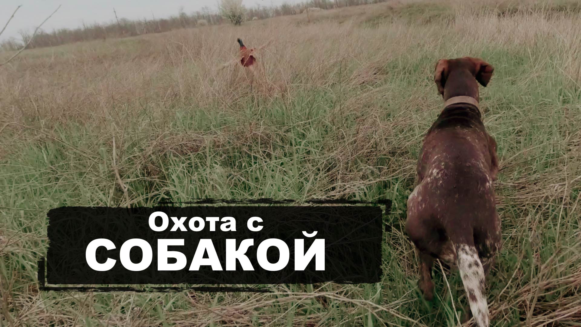 Охота с СОБАКОЙ | Курцхаар (kurzhaar) смотреть онлайн