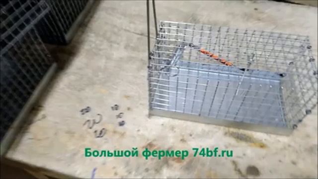 Обзор/Мышка попалась в ловушку/Купить живаловку Ж20 для грызунов интернет магазин/Большой фермер