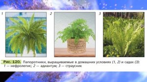 Биология, 6 кл., § 22 "Плауны.Хвощи. Папоротники. Их общая характеристика.