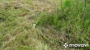 Содержание коров в стойле, сколько им нужно травы. Ответы на вопросы.