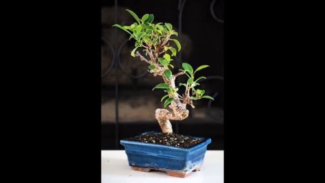 Serissa Foetida (Snow Rose) смотреть онлайн