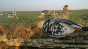 ??ВСЕ ХИТРОСТИ ОХОТЫ НА ГУСЯ ОТ ОПЫТНОГО ОХОТНИКА!